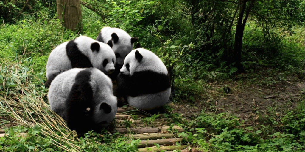 Pandas at Chengdu's Panda reserve