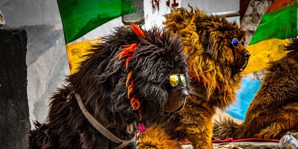 Mastiffs with sunglasses